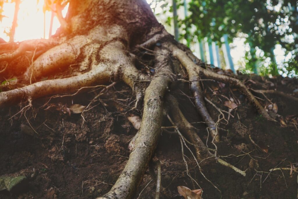 large exposed roots at the base of a tree