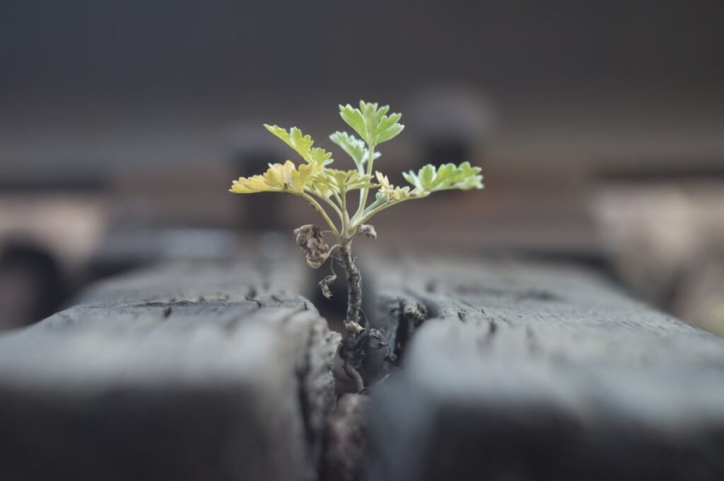 small plant growing out of crack in wood